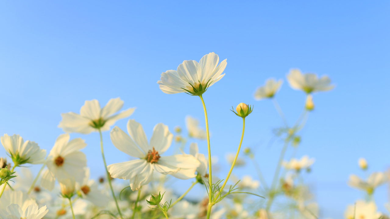 Spring Into Health: How Immun’Âge Supports Your Seasonal Transition ☘️