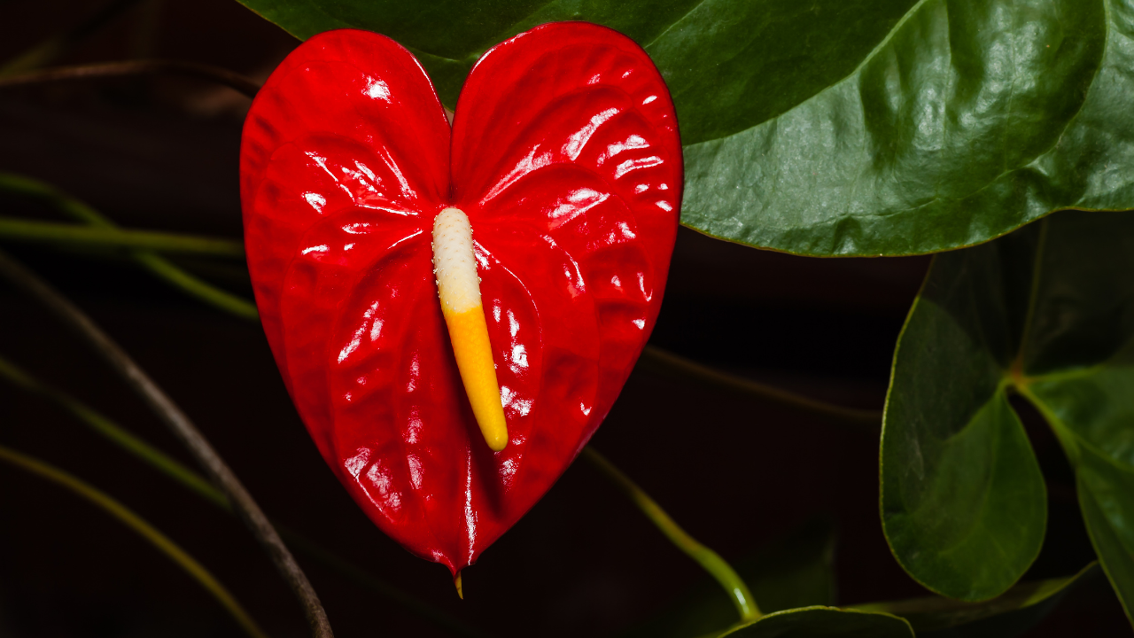 5 Heart Health Tips with Immun’Age