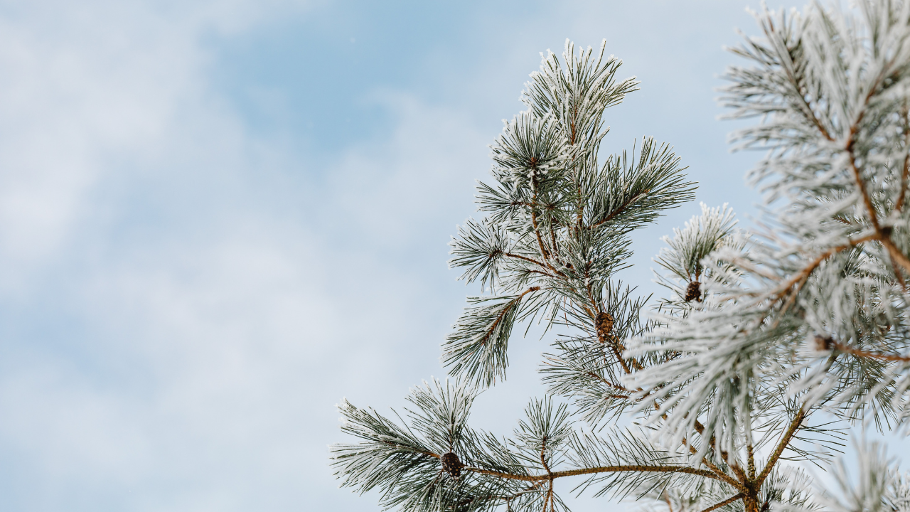 The Winter Immunity Playbook