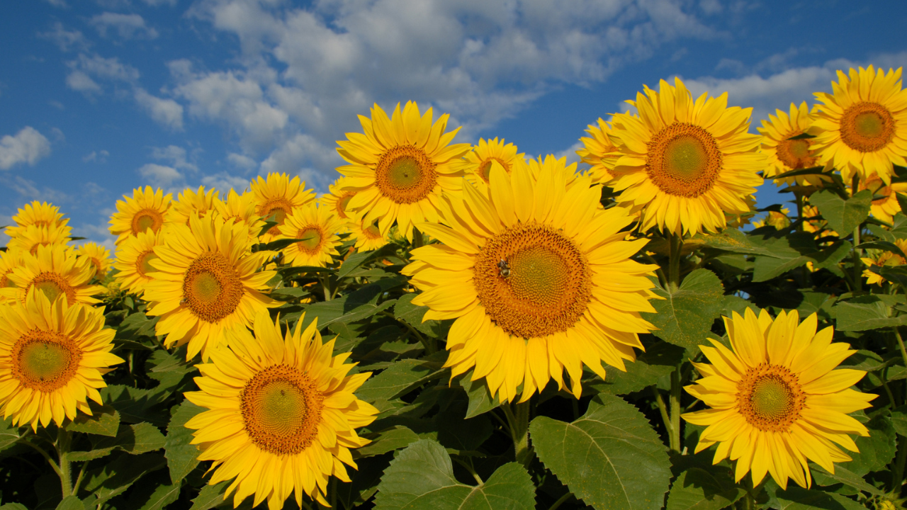 Back to School, Back to Health: Keep Your Energy Levels Strong After Summer