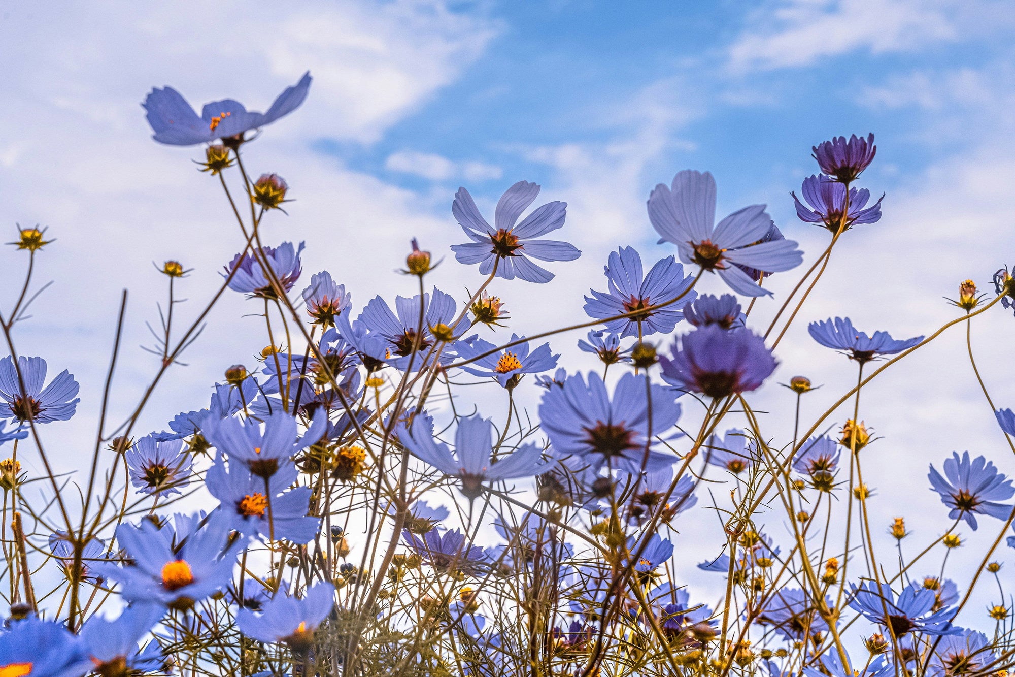 Spring Into Health: How Immun’Âge Supports Your Seasonal Transition ☘️