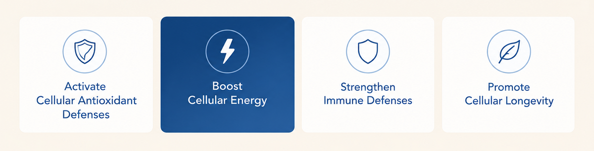4 pillars healthy aging - cellular energy